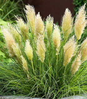 Cortaderia selloana 'Tiny Pampa'